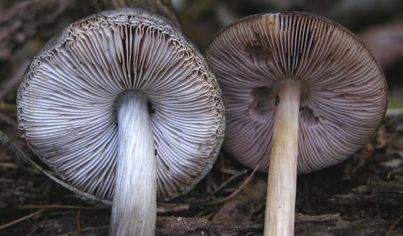 Facili,meno facili...per allenamento...